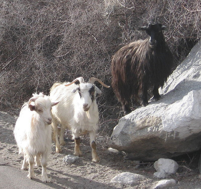 Black goat cashmere sale sale